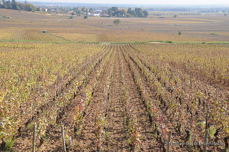 DSC_5828.JPG - Mera vinfält i ett vidsträckt landskap.